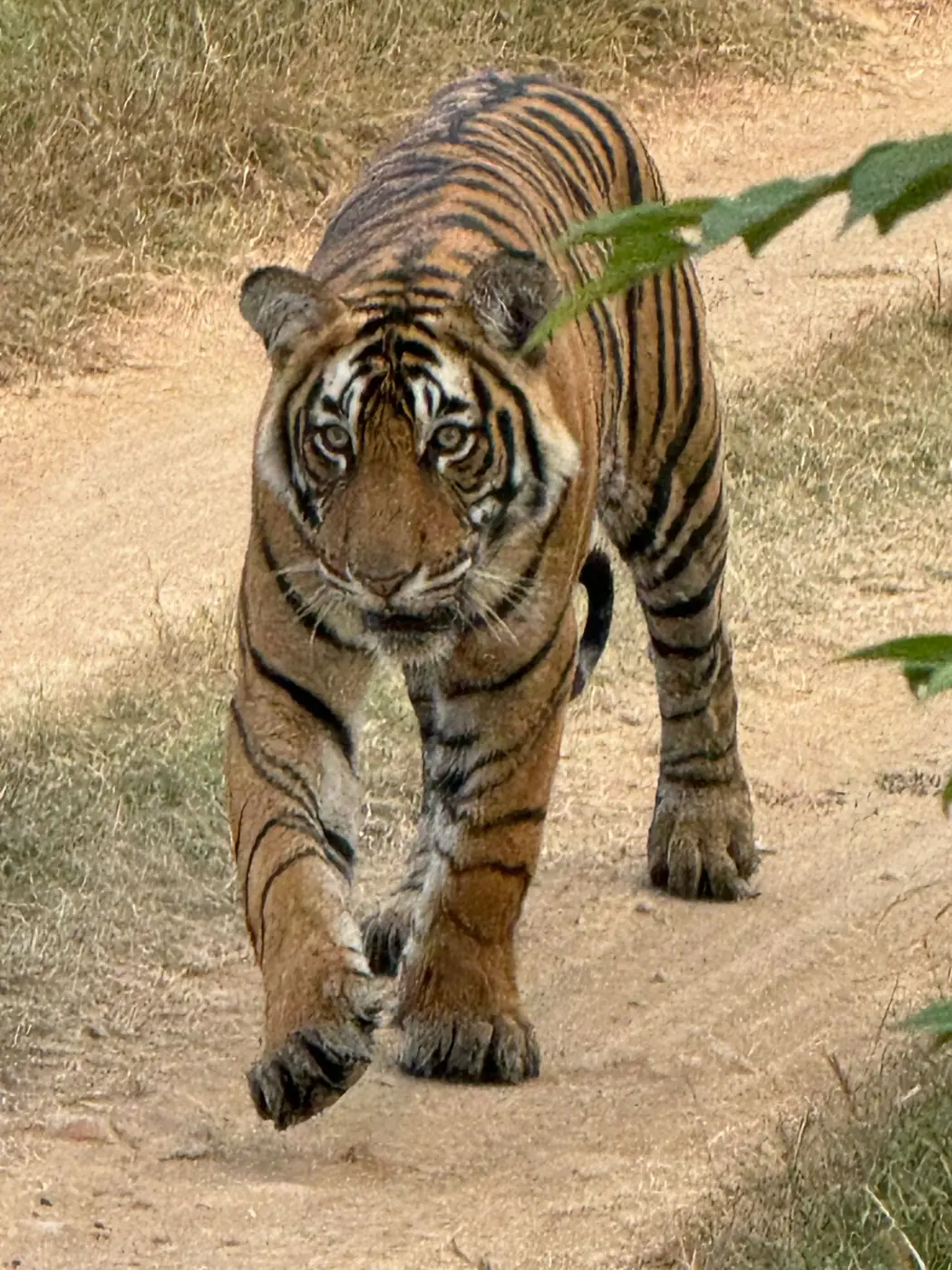 Agra Heritage & Wildlife SOS Tour — Two Day Tours